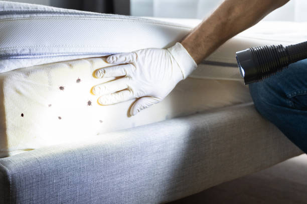 Best Ant Control Services  in Cape May Court House, NJ